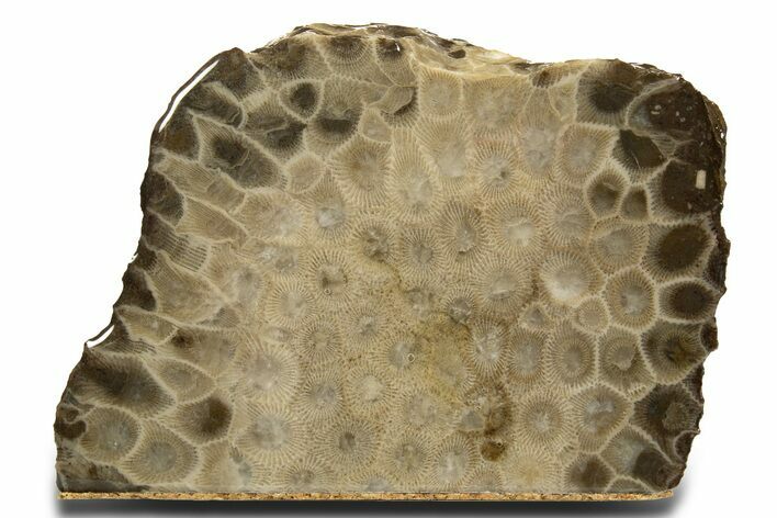 Free-Standing, Petoskey Stone (Fossil Coral) Section - Michigan #322957